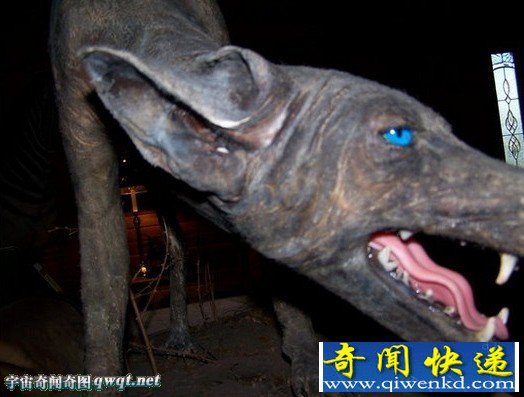 美女子宣称捕获全美唯一一只蓝皮蓝眼怪狗 该狗吸鸡血不吃肉