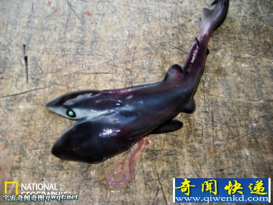 实拍渔民从怀孕母体取出第二例双头大青鲨