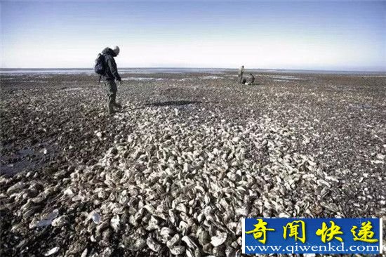 丹麦生蚝泛滥成灾 海岸满满都是生蚝网友:赶紧带我办签证!
