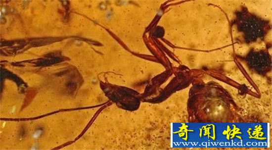 5000万年前的昆虫长什么样?琥珀给你答案