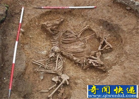 英国女尸竟和母牛合葬 身份地位的象征?