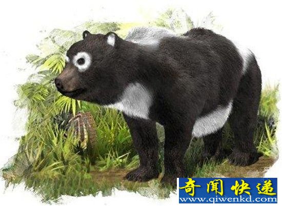 比现在还萌!熊猫1160万年前的祖先竟然长这样