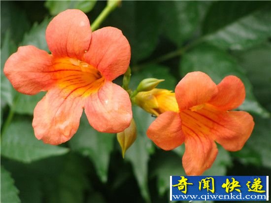 植物那些神奇的特异功能 能够预报地震