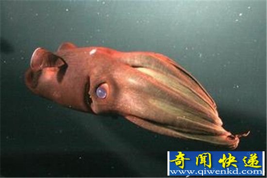 十大海洋生物具有超能力:海豚竟有透视眼