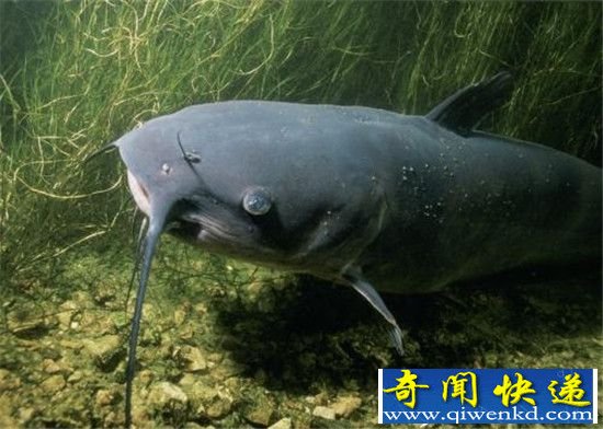 十大海洋生物具有超能力:海豚竟有透视眼