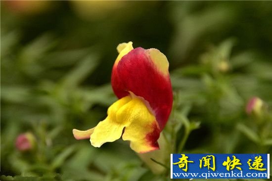 地狱里真有金鱼草?鬼灯的冷彻金鱼草竟然是这样