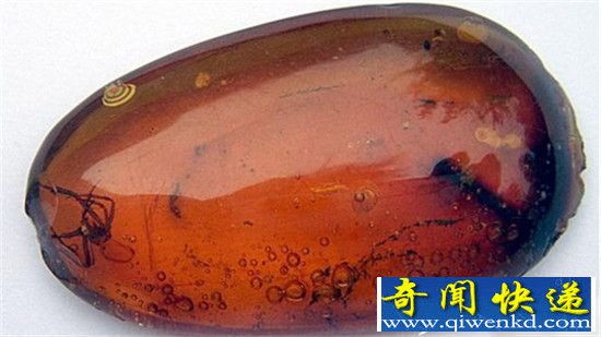 隐藏在琥珀中的十大史前发现 距今1.4亿年