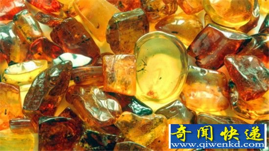 隐藏在琥珀中的十大史前发现 距今1.4亿年