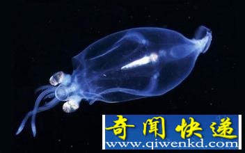 海中有许多生物可以发光
