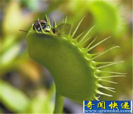 捕蝇草竟然是最聪明的植物 不仅会捕蚊还会数数