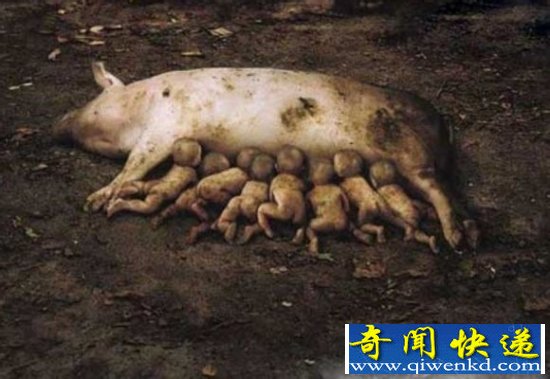 母猪生下的小孩