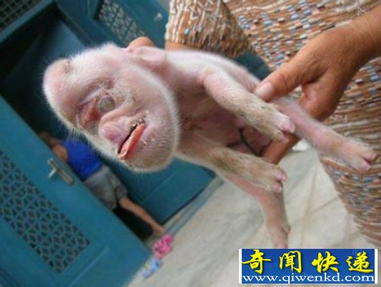 母猪生下的猴宝宝