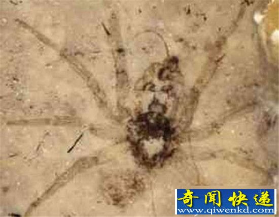 3600万年前企鹅竟是巨人!史前巨蟒吞噬恐龙