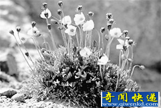 太阳系边缘存在开花植物?就生长在木卫二