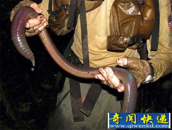 好神奇:32种奇珍异兽,绝大多数你都没见过