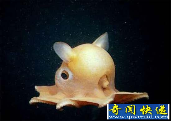 好神奇:32种奇珍异兽,绝大多数你都没见过