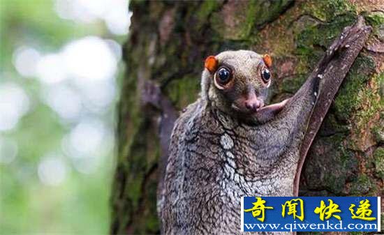 好神奇:32种奇珍异兽,绝大多数你都没见过
