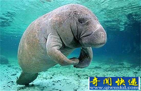 好神奇:32种奇珍异兽,绝大多数你都没见过