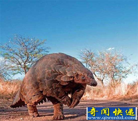 好神奇:32种奇珍异兽,绝大多数你都没见过