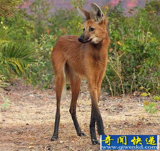 好神奇:32种奇珍异兽,绝大多数你都没见过