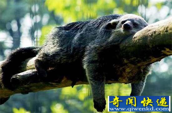 好神奇:32种奇珍异兽,绝大多数你都没见过