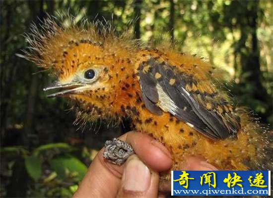 好神奇:32种奇珍异兽,绝大多数你都没见过
