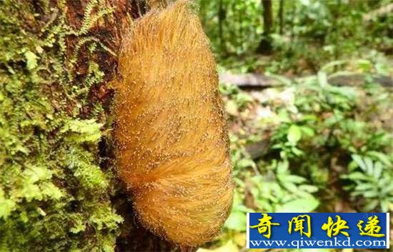 好神奇:32种奇珍异兽,绝大多数你都没见过