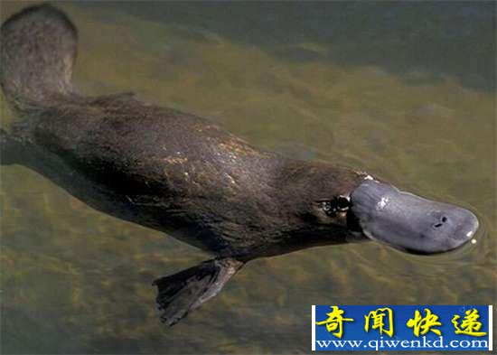 好神奇:32种奇珍异兽,绝大多数你都没见过
