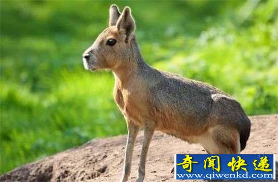 好神奇:32种奇珍异兽,绝大多数你都没见过