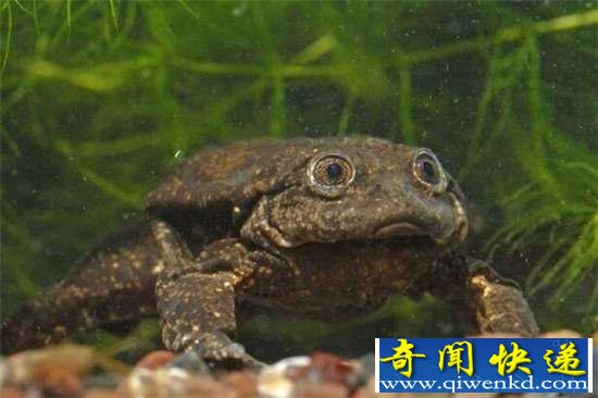 好神奇:32种奇珍异兽,绝大多数你都没见过