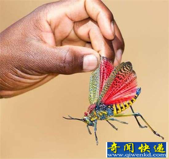 好神奇:32种奇珍异兽,绝大多数你都没见过