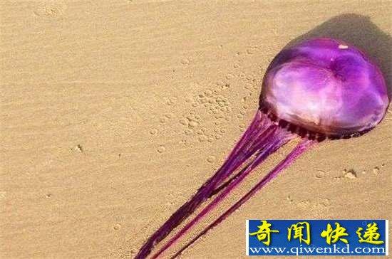 好神奇:32种奇珍异兽,绝大多数你都没见过