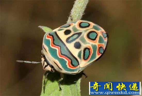 好神奇:32种奇珍异兽,绝大多数你都没见过