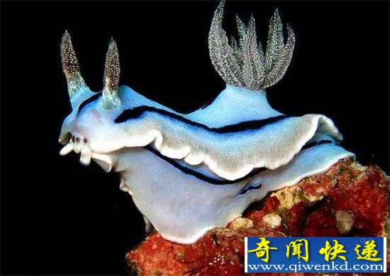好神奇:32种奇珍异兽,绝大多数你都没见过