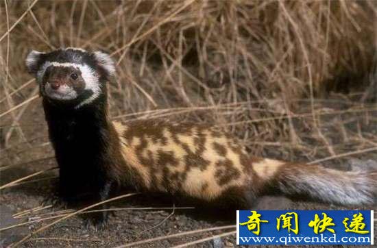 好神奇:32种奇珍异兽,绝大多数你都没见过