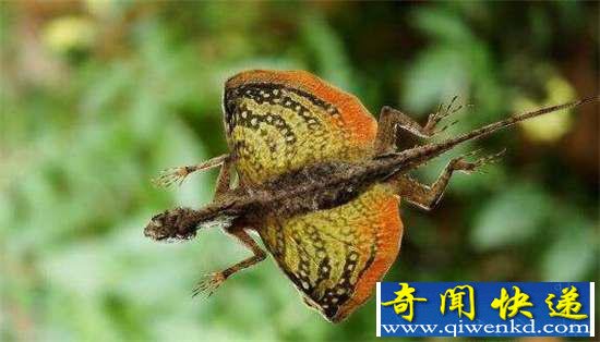 好神奇:32种奇珍异兽,绝大多数你都没见过