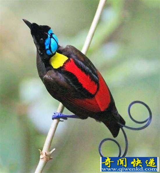 好神奇:32种奇珍异兽,绝大多数你都没见过