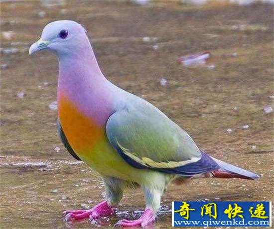 好神奇:32种奇珍异兽,绝大多数你都没见过