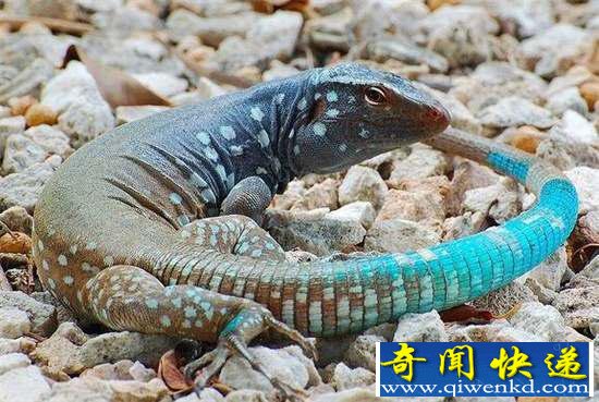 好神奇:32种奇珍异兽,绝大多数你都没见过