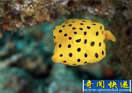 好神奇:32种奇珍异兽,绝大多数你都没见过