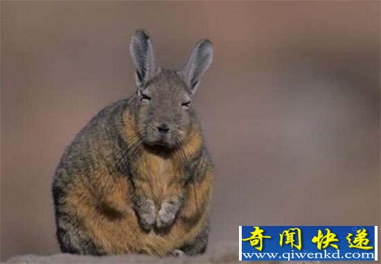 好神奇:32种奇珍异兽,绝大多数你都没见过