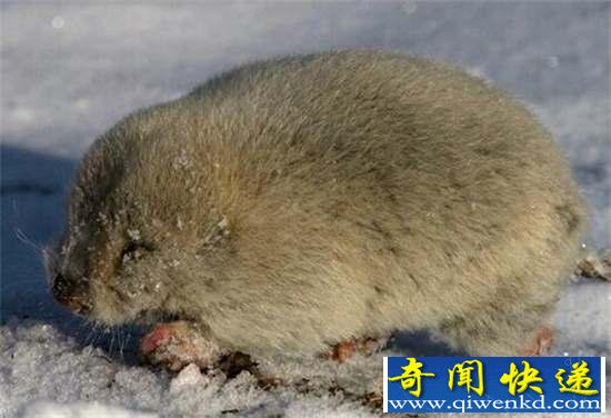 好神奇:32种奇珍异兽,绝大多数你都没见过
