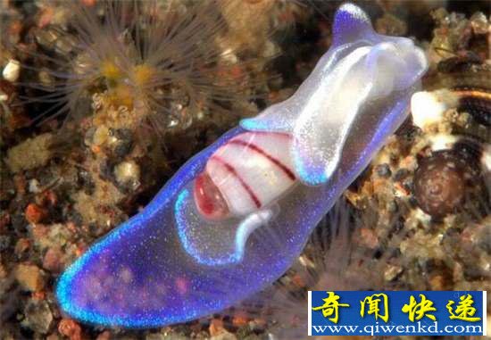 好神奇:32种奇珍异兽,绝大多数你都没见过
