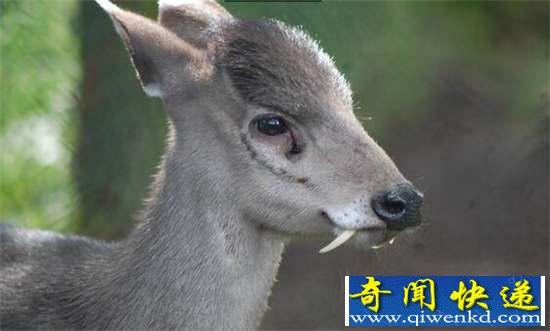 好神奇:32种奇珍异兽,绝大多数你都没见过