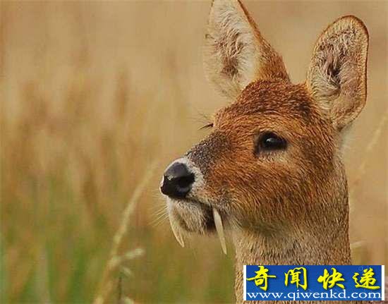 好神奇:32种奇珍异兽,绝大多数你都没见过