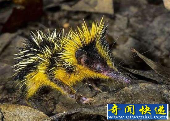 好神奇:32种奇珍异兽,绝大多数你都没见过