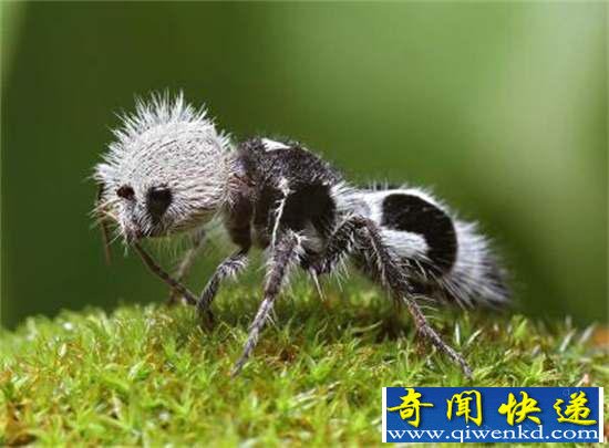 好神奇:32种奇珍异兽,绝大多数你都没见过