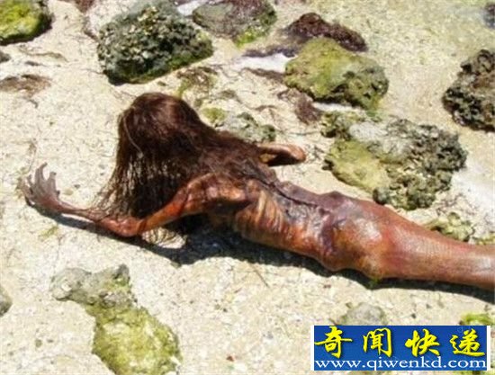 人类曾两次捉到真正美人鱼?3000年人鱼木乃伊被发现