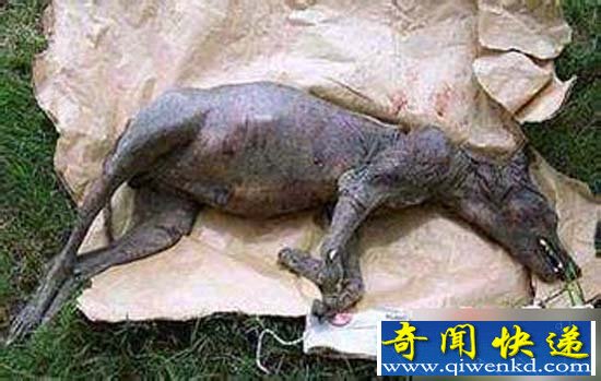 嗜血魔物
