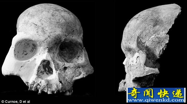 如果它没有灭绝,很可能是日本人的祖先